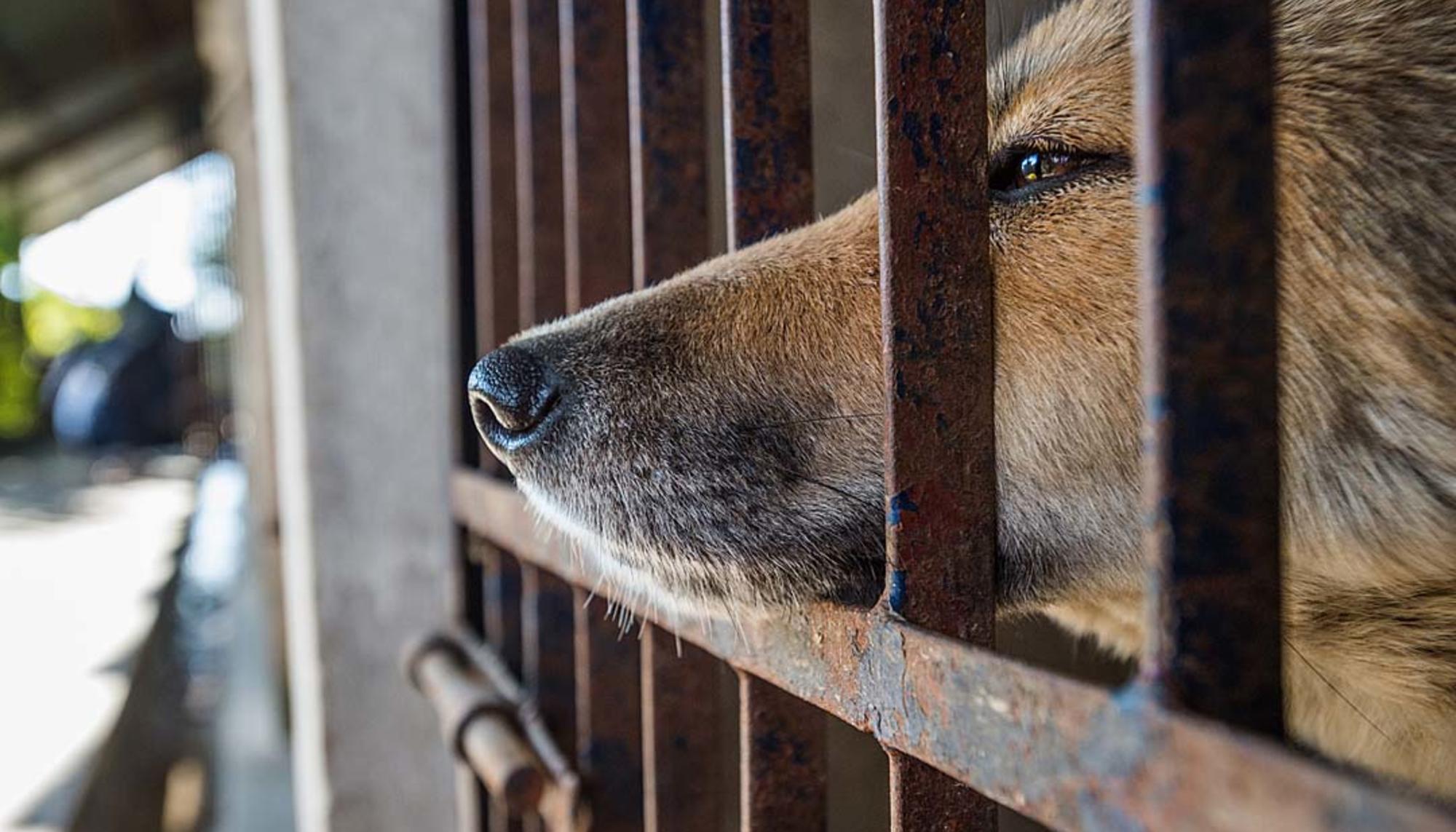 La mayoría de las personas experimenta sentimientos de compasión por los animales